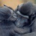 Monkey 140409_2